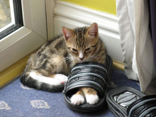 开云体育网站入口-女子200蝶起跳与转身综合评分，女子200米蝶泳决赛视频回放