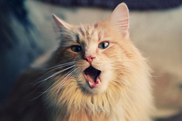 “马科斯·梅特罗的坚韧防守,带领阿根廷美洲狮队迈向新高峰”