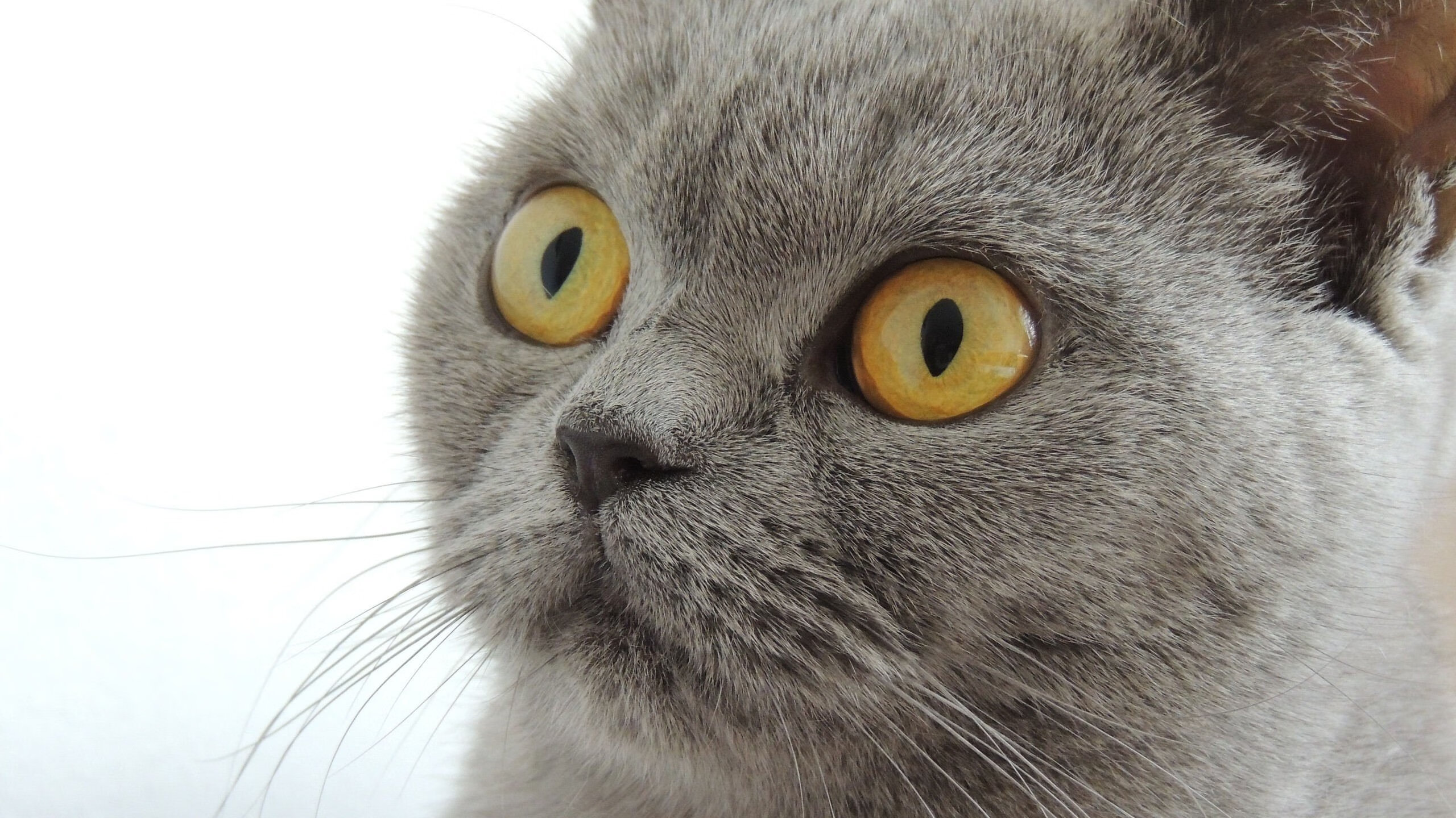 奥康纳的反击速度与传球精准,打破对手防线,josh 奥康纳