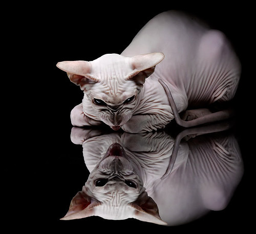 希腊女篮在欧洲锦标赛中再登巅峰，荣誉永不停歇，希腊欧洲杯赛程