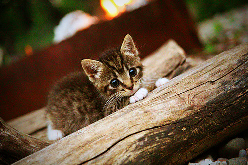 水球攻防转换奥地利行云流水