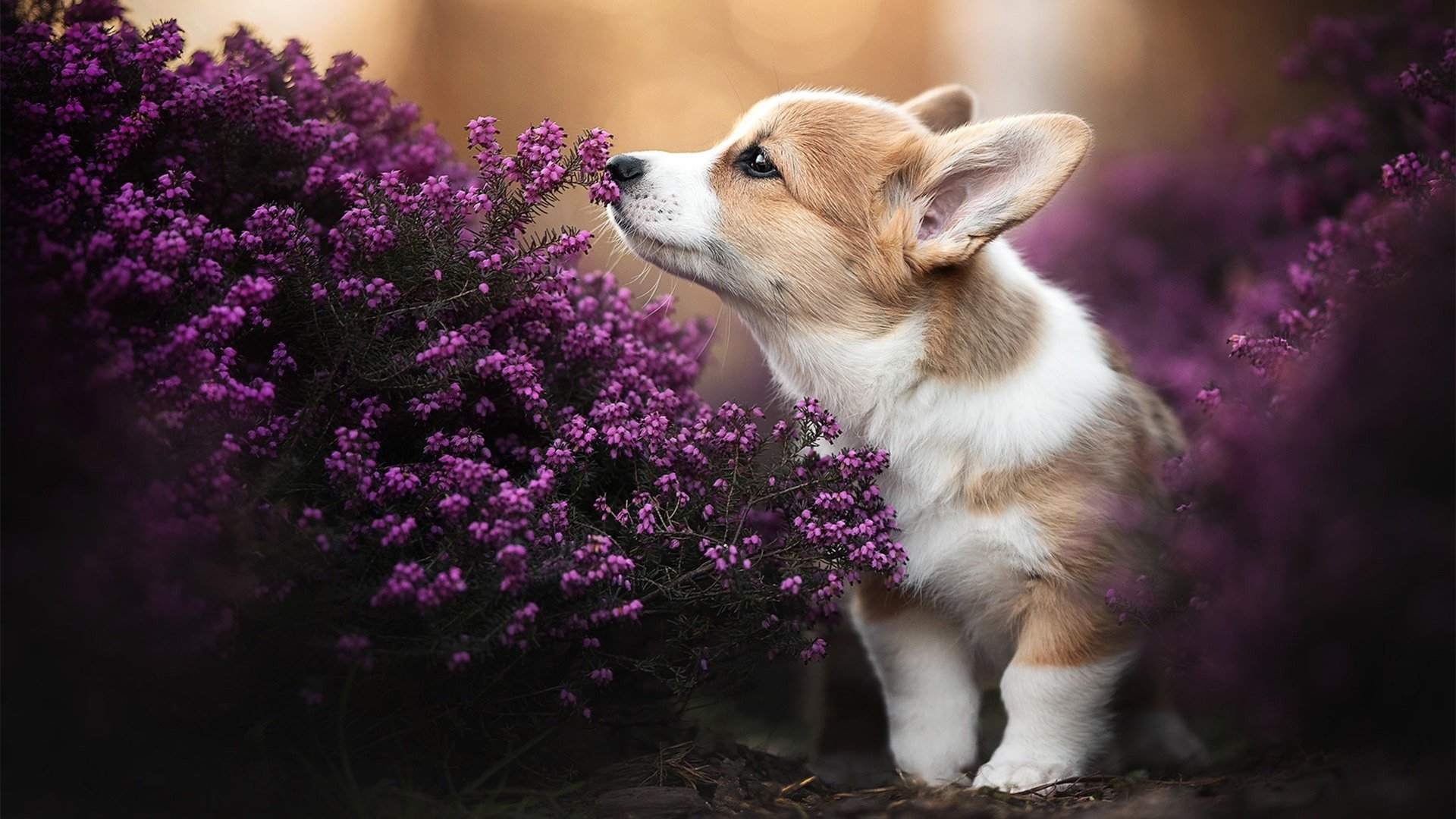 穆里尼奥迎来挑战欧冠淘汰赛，穆里尼奥欧会杯